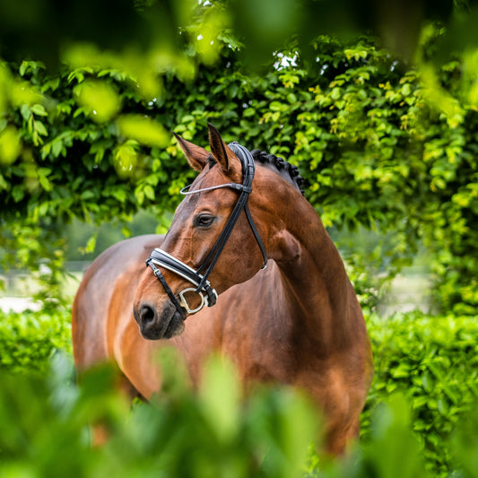 Finesse Snaffle Bridle Cayenne V2.0 | Black Leather with Silver Clincher Browband FLAT Leather