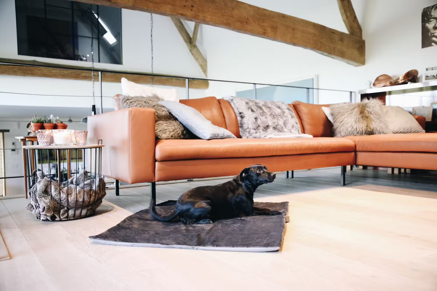 Kentucky Dog Bed Travel In Style: Medium 70cm x 55cm
