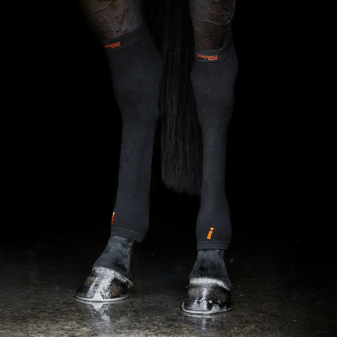 Managing Tendon Rehabilitation with Incrediwear Equine
