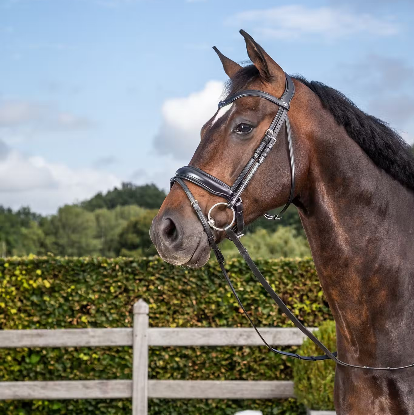 Dy'on Dressage Flat Leather Snaffle Bridle Matte Leather Noseband