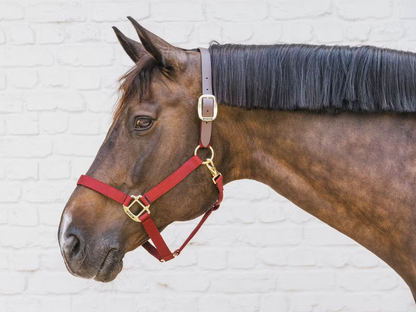 Kentucky Nylon Breakaway Halter | Choose Colour