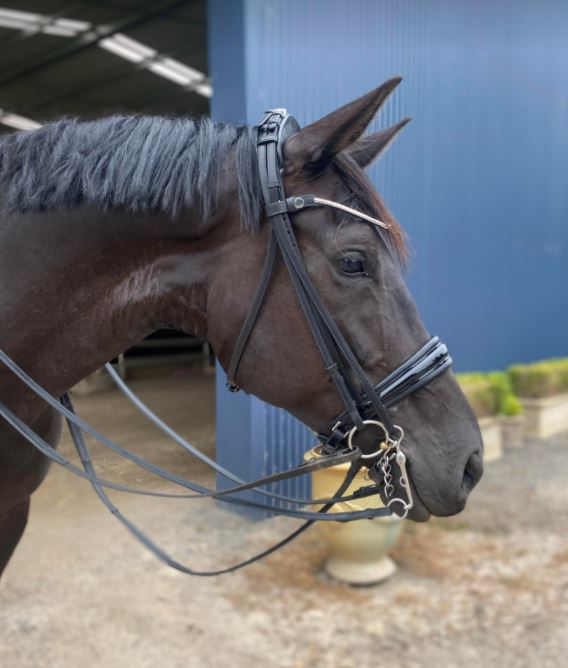 Finesse Outlet Cayenne Double Bridle | Black Leather with Silver Clincher Browband FLAT Leather